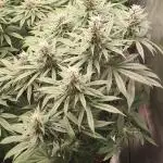 Tangie