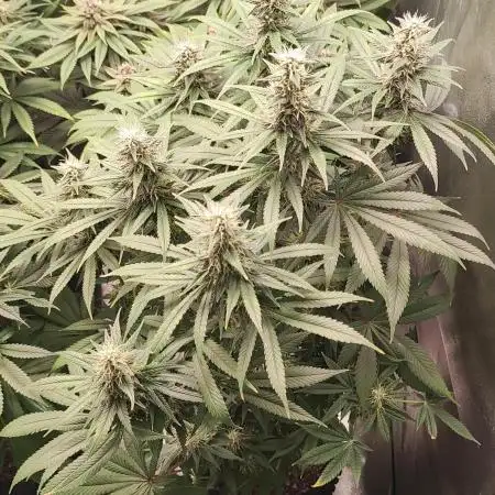 Tangie