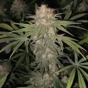 TUTIFRUIT #Santa Maria