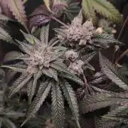Mimosa #1