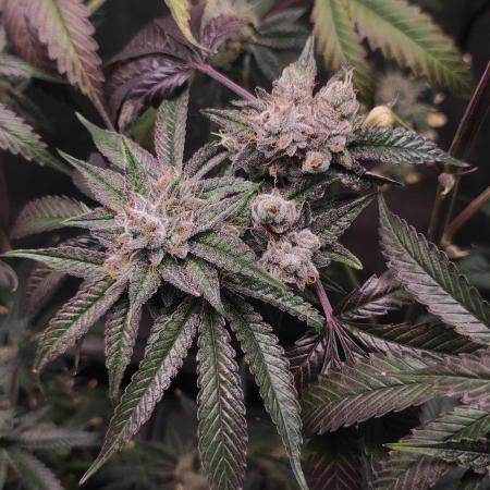Mimosa #1