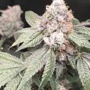 Banana Kush #1