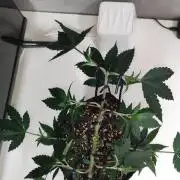 Grape Pie 🍇 *Clone/1