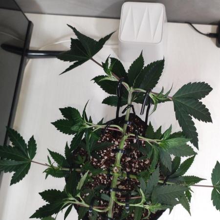 Grape Pie 🍇 *Clone/1