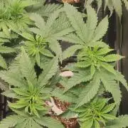 Gorilla Candy