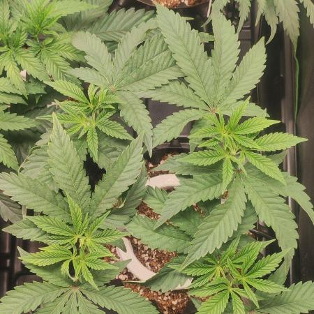 Gorilla Candy
