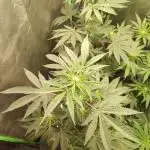 Radical Juice #1