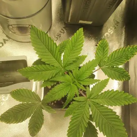 White Widow