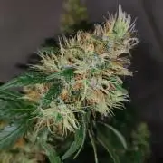 Grateful End OG