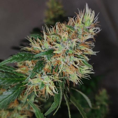 Grateful End OG