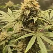 TUTIFRUIT #Santa Maria