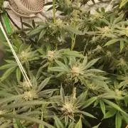 Mimosa