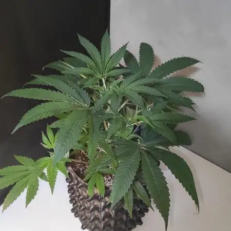 Gelato 41 #4