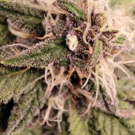 Pineapple Express