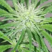 Mimosa #1