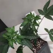 Grape Pie