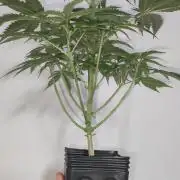 Julieta