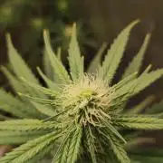 Sherbet