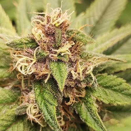 Pineapple Express