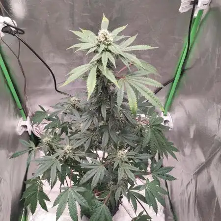 Radical Juice #2