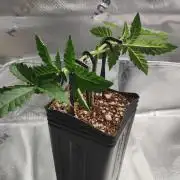 Grape Pie