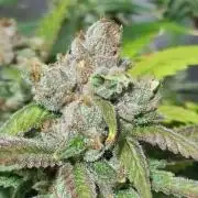 Skywalker Haze