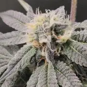 Gorilla Candy