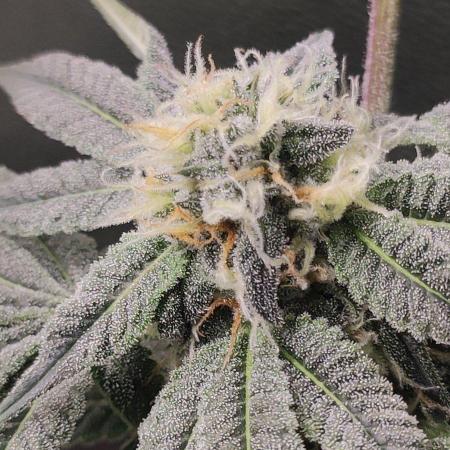 Gorilla Candy