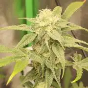 Strawberry Cough