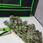 White Widow