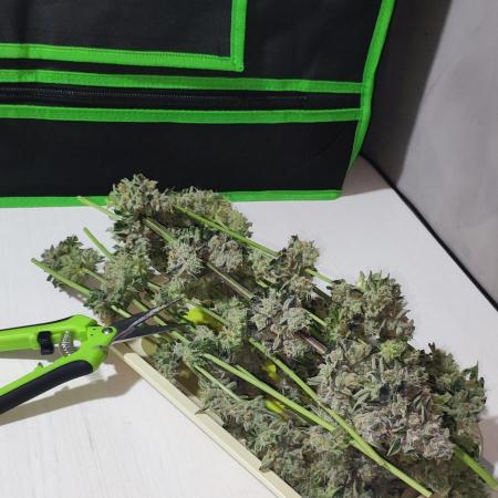 White Widow