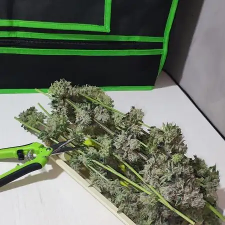 White Widow