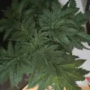 White Widow x Freakshow