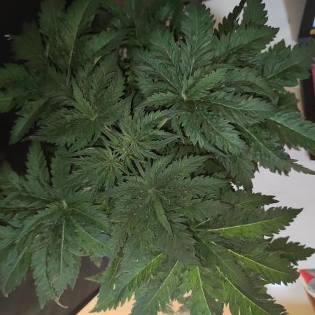 White Widow x Freakshow