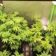 Peach Buddha CBD 🍑