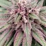 Pineapple Express
