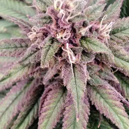 Pineapple Express