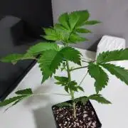 Special Queen #1