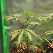 Mimosa #1