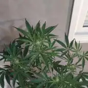 Garlotti #1