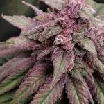 Pineapple Express