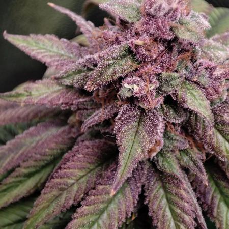 Pineapple Express