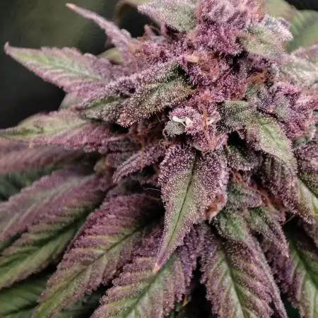 Pineapple Express