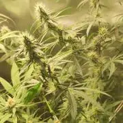 Grateful End OG