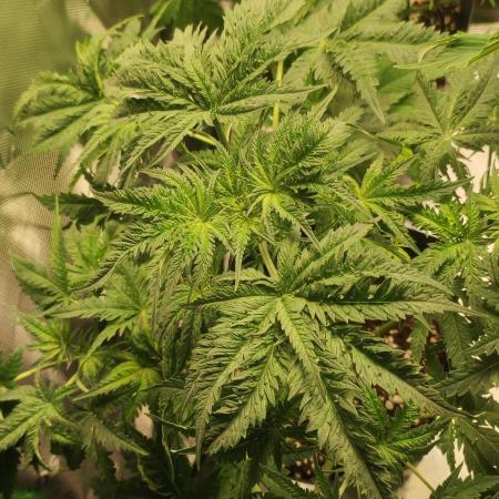 White Widow x Freakshow