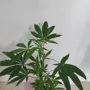 Strawberry Cough