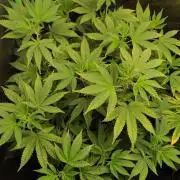 Grape Pie 🍇 *Clone/1