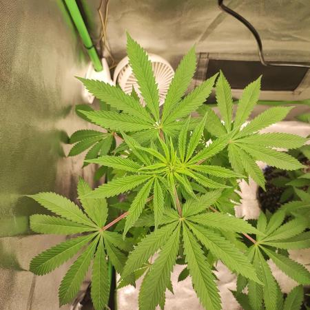 Radical Juice #2