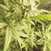Skywalker Haze