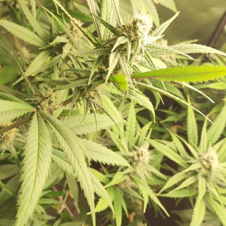 Skywalker Haze